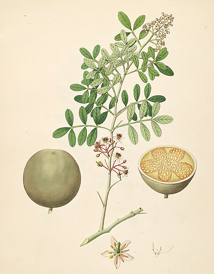 Wood apple